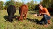 Brain Food: Grass-Fed Beef -- It's What's for Dinner // Recipe for Happiness