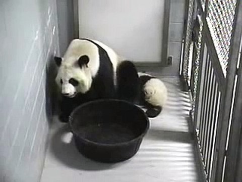 Lun Lun is Protective of Mei Lan, 1/12/07