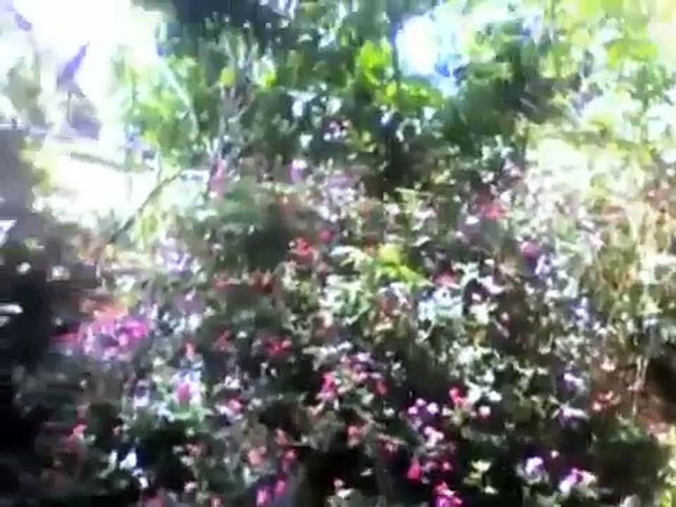 CHAYA