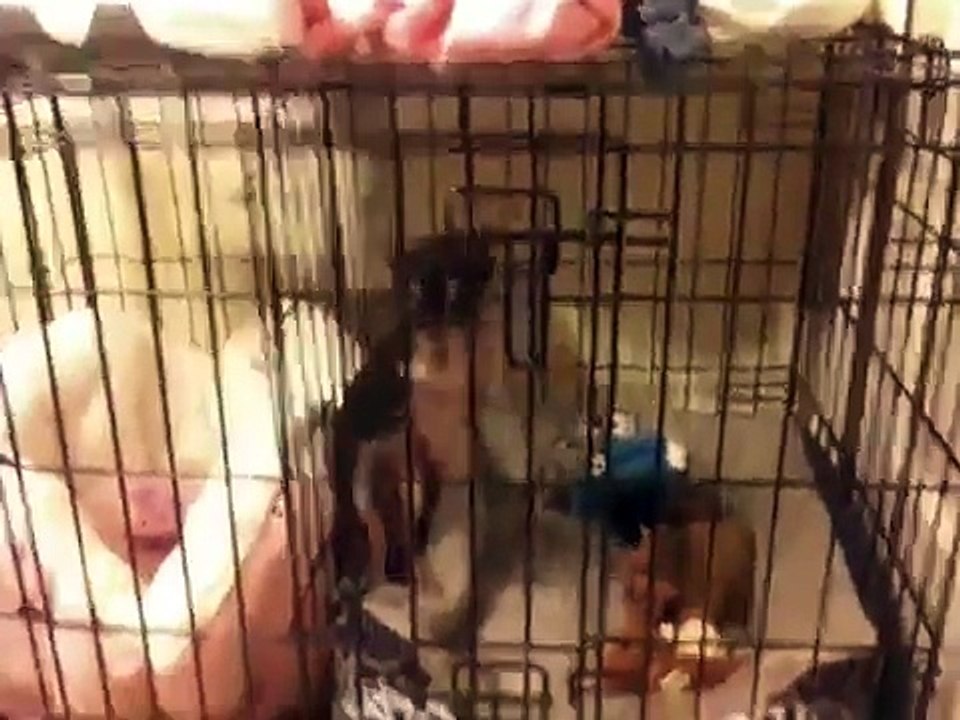 Teacup Chihuahua Suffers From Crate Omania