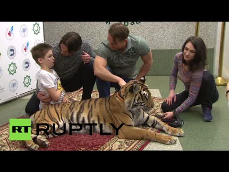 When tiger dreams come true: Tamer brings wild cat to a severely wounded Donbass boy