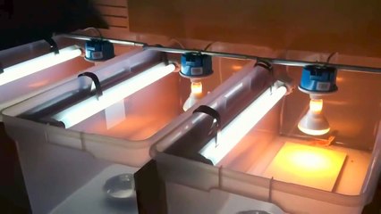 Bearded Dragon Baby / Hatchling Rack Setup