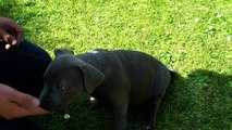 Blue Staffordshire Bull Terrier puppy--Kiera