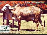 Touros R Gir Gyr / Bull Ganadero farm insemination beef Gir