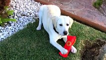Cachorro Labrador dorado 