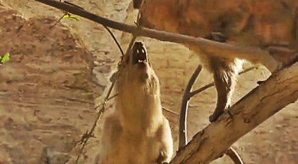 Yaban Faresi Diğer Fareye Saldırdı