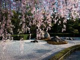 Japanese Instrumental - Eternity (Sakura's Leaves Fall Down)