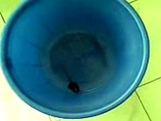 A mouse trapped in a bucket of water