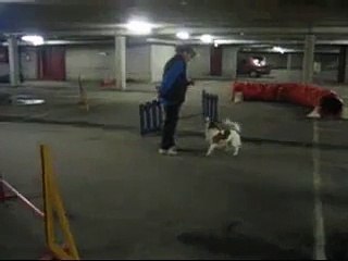 Winnie-agility-jump+tunnel