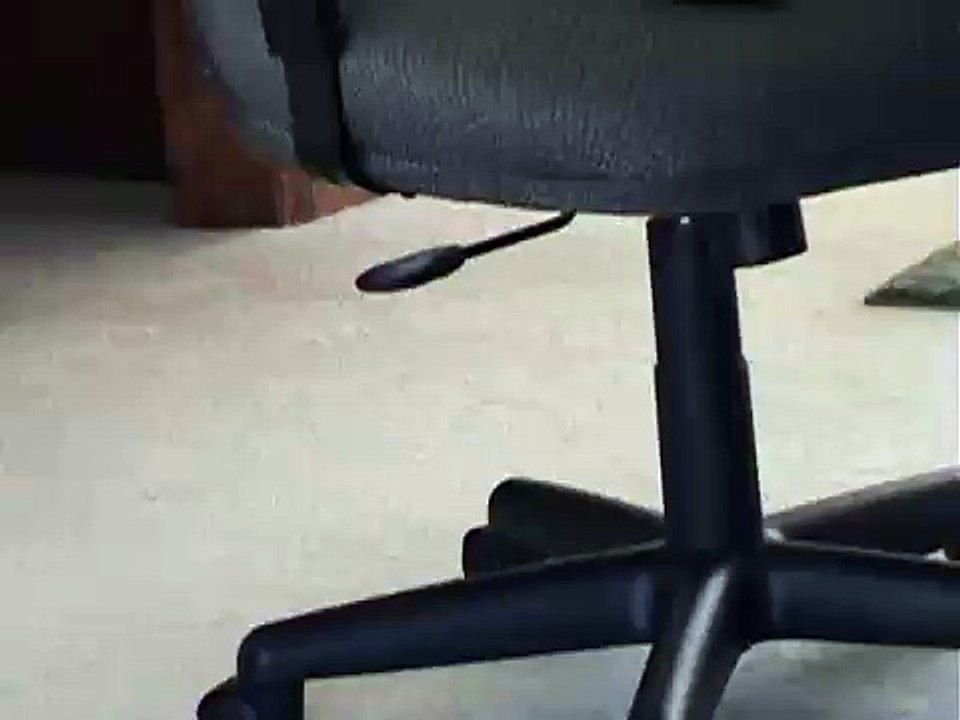 Cat confrontation