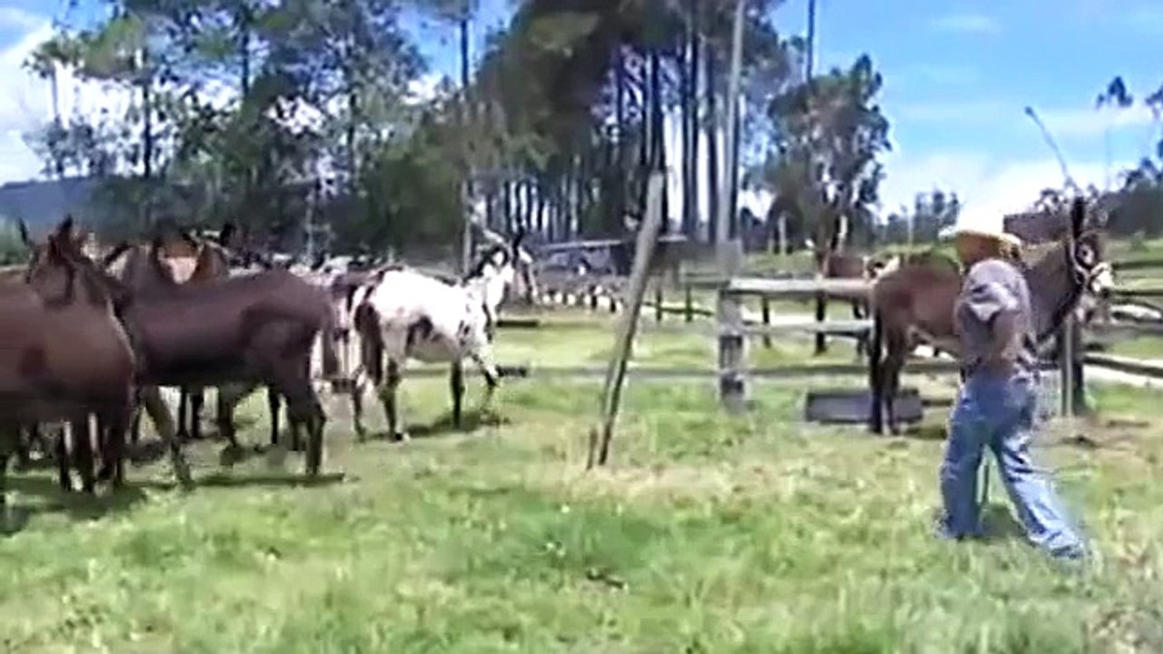CRIADERO LAS ISLAS EN CARACOL TELEVISIÓN LA FINCA DE HOY VENTA DE LOS MEJORES BURROS