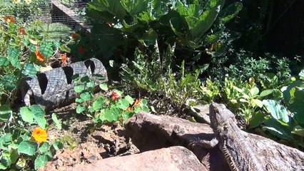 Bearded dragon Outdoor Cages