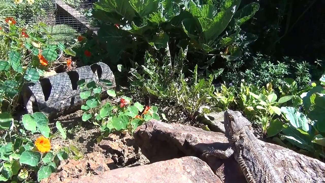 Bearded dragon Outdoor Cages