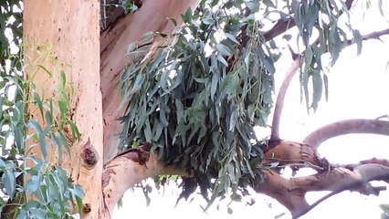 Likely Day-Nest Building Behavior by a Captive Sun Bear (Oakland Zoo)