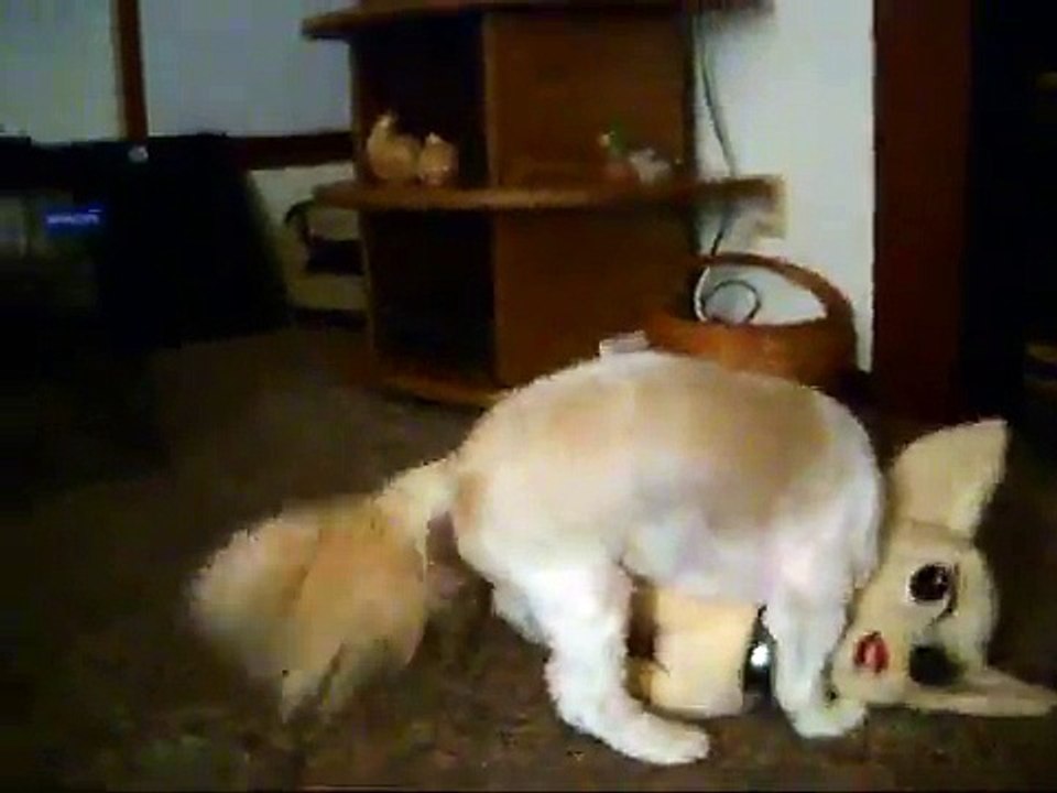 SHIH-TZU HUMPING STUFFED ANIMALS