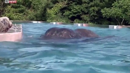 Japanese Swimming Elephant