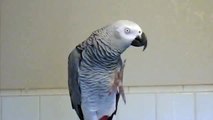 YoYo - Talking African Grey Parrot - Bathroom Speech Practice