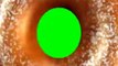 Random Donut Light Bulb Green Screen Thingy