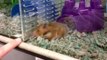Cute teddy bear hamster at PetCo