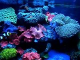 rickys reef 55 gallon reef aquarium ( Actinic )