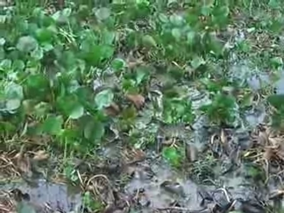 ANACONDA
