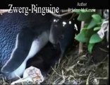Pinguine Zwergpinguine Wildnis Tiere Animals SelMcKenzie Selzer-McKenzie