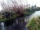 Irish setter coppa swimming in the cold winter river