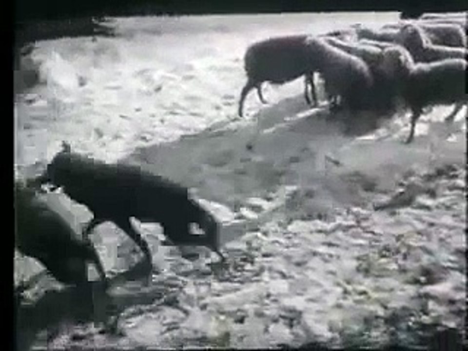 Cão vz Lobo