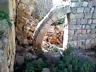 caccia al coniglio con cirneco