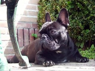 Franse bulldog bickel