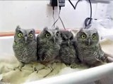 Baby Eulen (Baby Owls) süßer als Katzenbabys .mp4