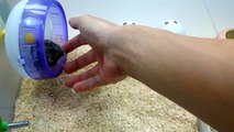 (hamster、ハムスター)三隻漂亮的一線鼠