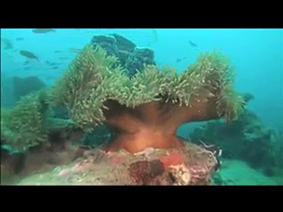 Dive Koh Tang Cambodia