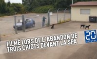 Un homme est filmé lors de l'abandon de trois chiots devant la SPA