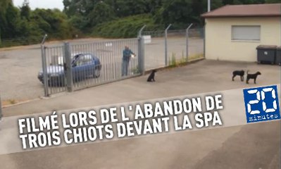 Un homme est filmé lors de l'abandon de trois chiots devant la SPA
