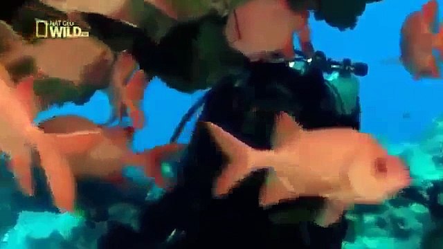 [Animal Documentary 2014] Sharks of Lost Island NEW Best Shark Nature Document