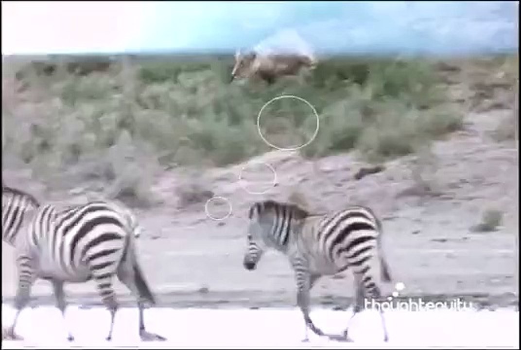 Lioness Hunting