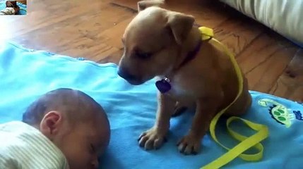 Funny Baby Funny Pranks - funny babies - Funny Animals Videos Funny Baby 2015