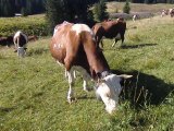 Les poilus en promenade aux Glières