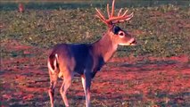 Bobby, George and Mike bring down some South Texas Whitetails