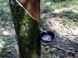 Rubber tree Trang Province South Thailand