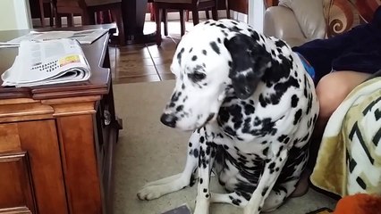 Dogs Who Lost The Fight Against Sleep