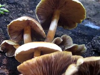 Nana-Manuel de Falla