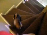 Puppy climbing stairs