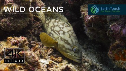 Sea fans, anemones and Jellyfish in 4K