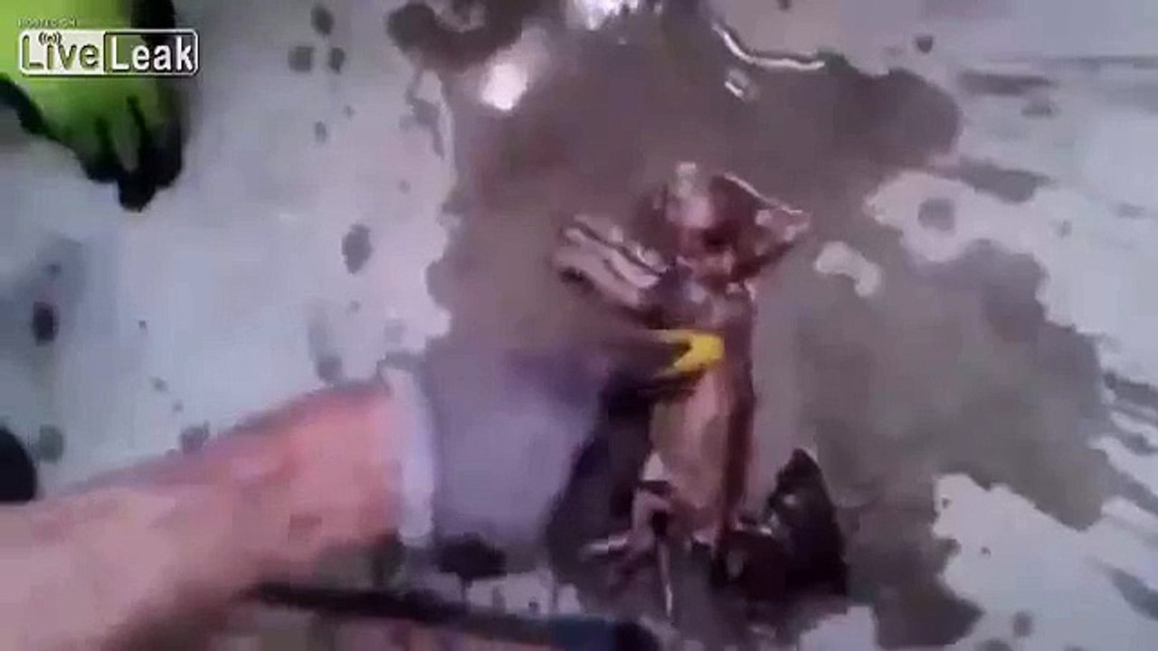 Firefighters bring 'drowned' kitten back to life