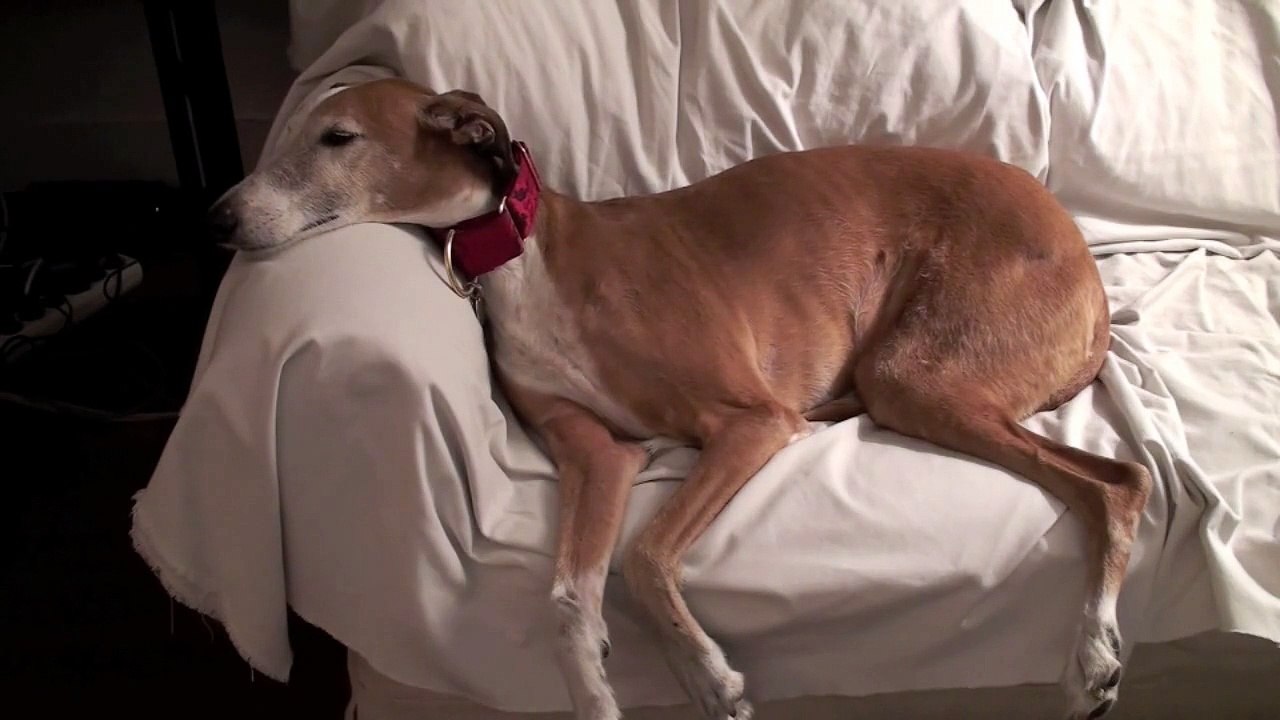 Dreaming activity of a greyhound.