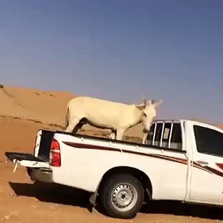 saudisss