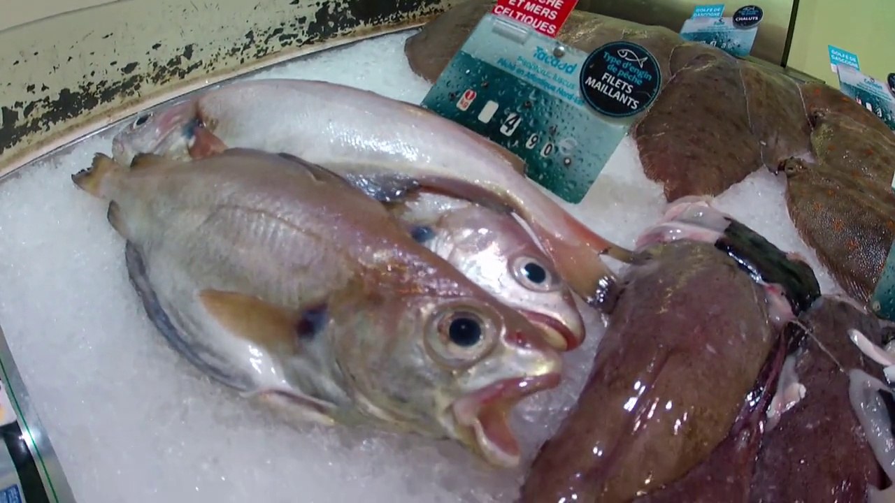 Morgat-Je suis un poisson