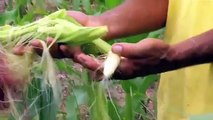 Ceará   Chuvas De Maio Animam Agricultores No Interior